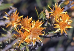 Chuquiraga avellanedae