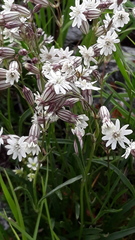 Silene chamarensis