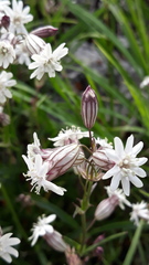 Silene chamarensis