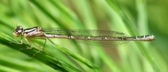 Coenagrion resolutum