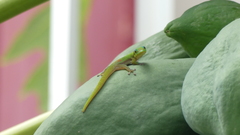 Phelsuma laticauda