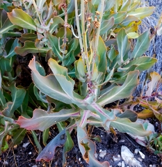 Othonna parviflora