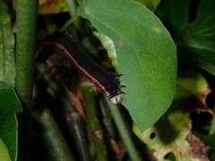 Oraesia nobilis