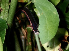 Oraesia nobilis