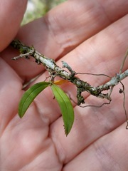 Sarcochilus dilatatus