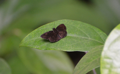Pellicia arina