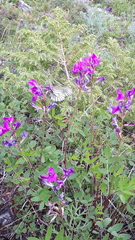 Hedysarum dasycarpum