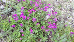 Hedysarum dasycarpum