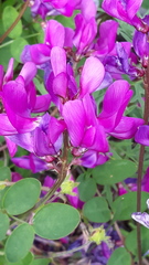 Hedysarum dasycarpum