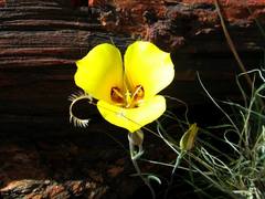 Calochortus aureus