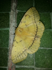 Anthela inornata