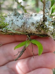 Sarcochilus dilatatus