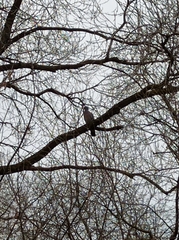 Columba palumbus