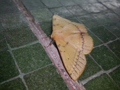 Anthela inornata