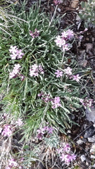 Gypsophila sambukii