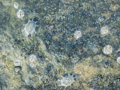 Cellana radiata
