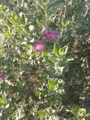 Leucophyllum frutescens