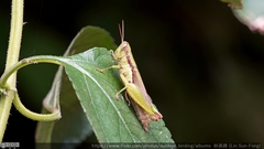 Pseudoxya