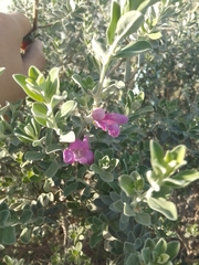 Leucophyllum frutescens