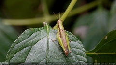 Pseudoxya