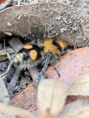 Dasymutilla munifica