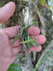 Sarcochilus dilatatus