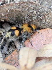 Dasymutilla munifica