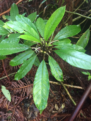 Clermontia parviflora