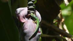Phelsuma inexpectata