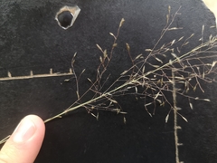 Eragrostis cylindriflora