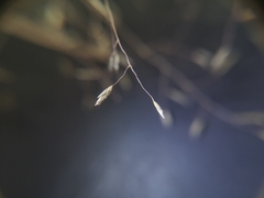 Eragrostis cylindriflora