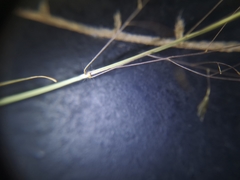 Eragrostis cylindriflora
