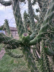 Austrocylindropuntia