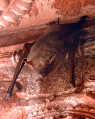 Taphozous nudiventris