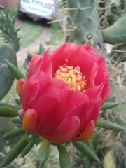 Austrocylindropuntia