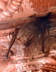Taphozous nudiventris