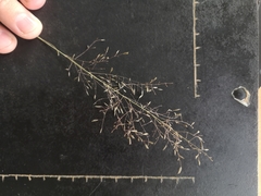 Eragrostis cylindriflora