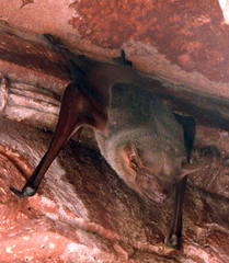 Taphozous nudiventris