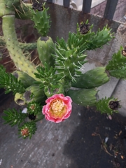 Austrocylindropuntia