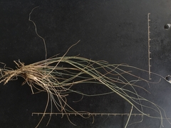 Eragrostis cylindriflora