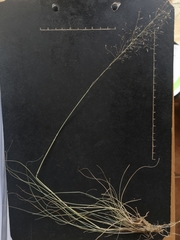 Eragrostis cylindriflora