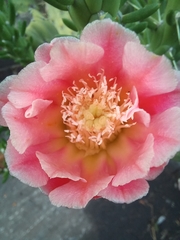 Austrocylindropuntia