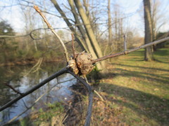 Callirhytis quercuscornigera