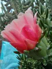 Austrocylindropuntia