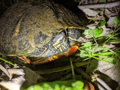 Trachemys scripta scripta