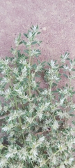 Magnoliopsida