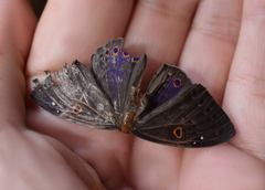 Eurybia molochina
