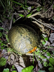 Trachemys scripta scripta