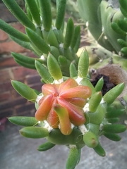 Austrocylindropuntia