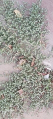 Magnoliopsida